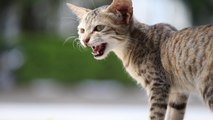 This is the real reason your cat meows when it enters and leaves a room