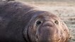 Police and army rally to rescue an elephant seal that got lost in a town