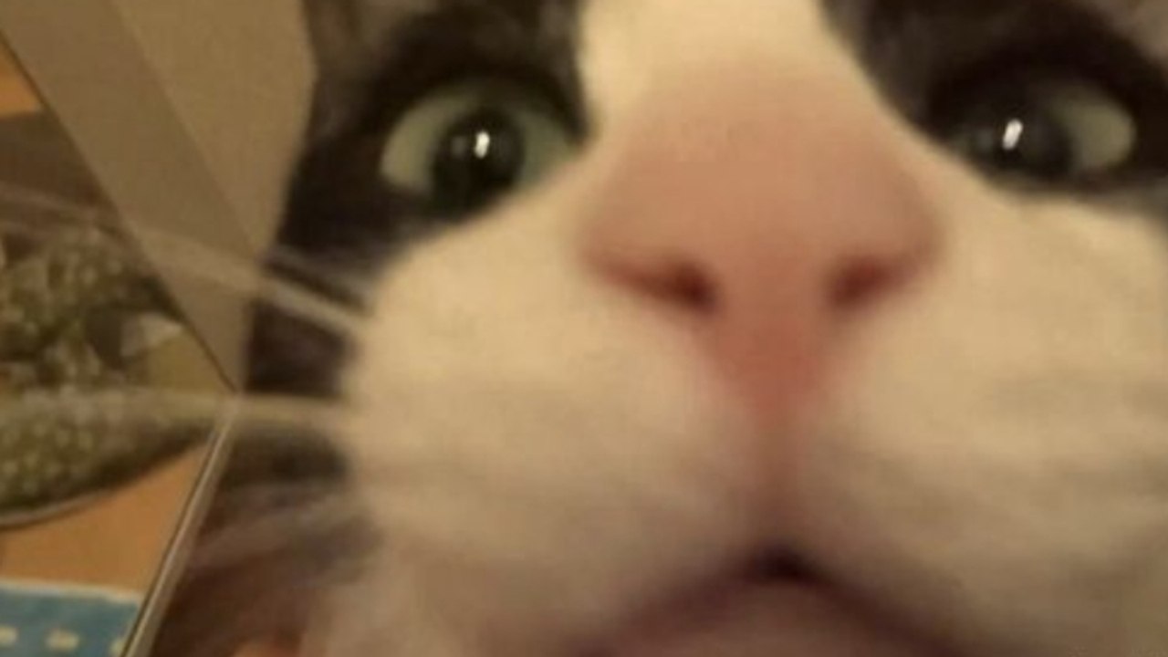 Katze hat Besitzer seit 3 Tagen nicht gesehen: Ihre Reaktion ist Gold wert