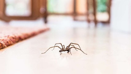 A study shows the precise time that spiders are more likely to enter your home