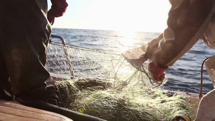 Fishermen find a rare 'cyclop' shark while fishing