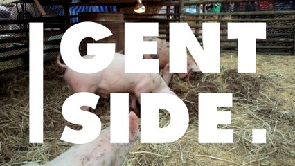 Download Video: Entdeckung: Forscher schaffen Hybrid aus Schwein und Mensch