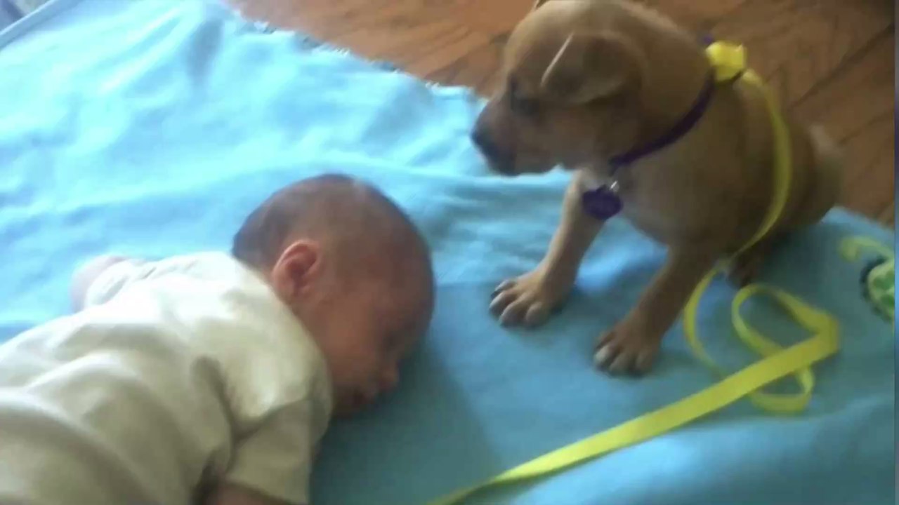 Er will das Baby unbedingt beschützen, doch Etwas ist stärker als der kleine Hund