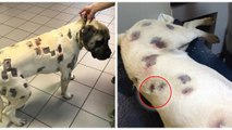 Dog shot over 50 times with lead bullets