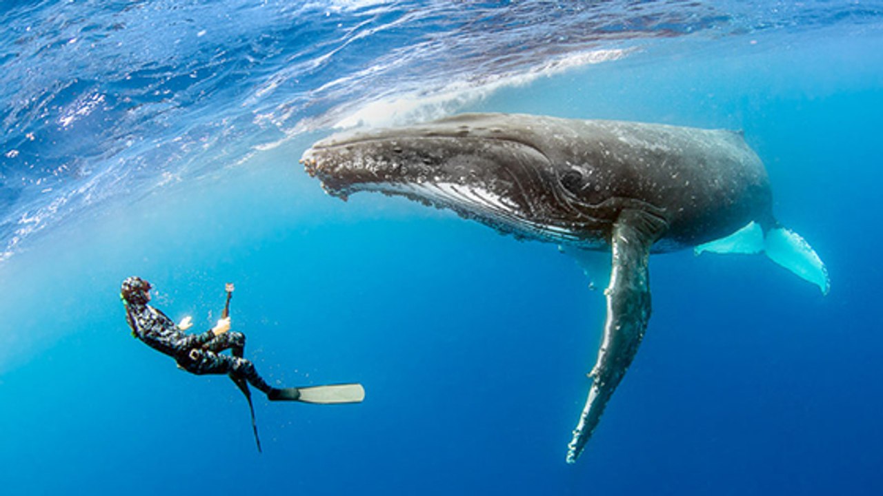 These Divers Had A Rare Encounter With This Humpback Whale