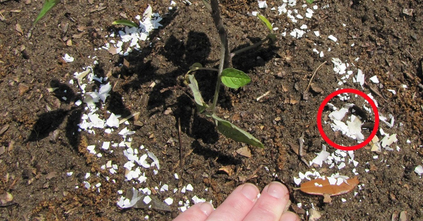 Schnecken im garten: dieses abfallprodukt aus der küche schafft abhilfe