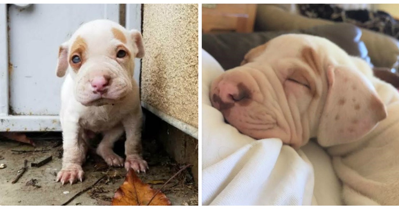 Nobody Wanted To Buy This Poor Puppy, So Her Owner Did Something Incredibly Cruel
