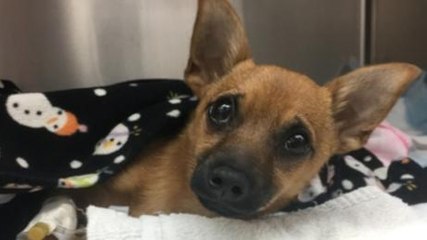 This Dog Accidentally Swallowed A Bag Of Drugs... Here's What He Looks Like Today