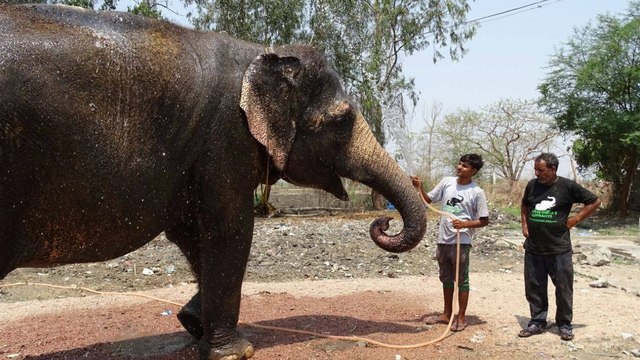 This circus elephant was finally saved after 53 years of abuse