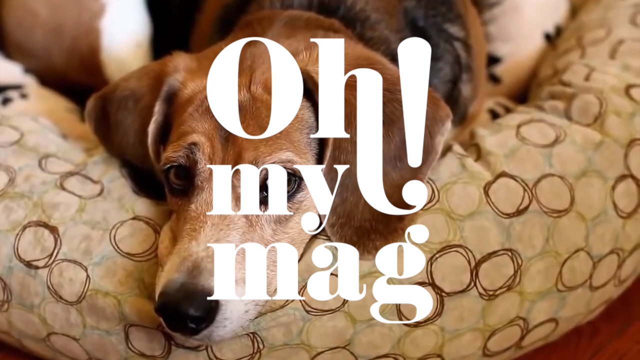 Aus diesem Grund neigen Hunde den Kopf, wenn man mit ihnen spricht