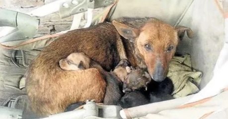 This dog found a newborn baby on the street and decided to take him in
