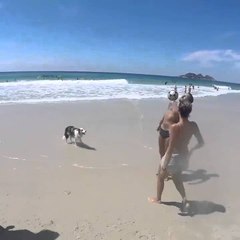 Try Not To Grin As This Talented Dog Plays Ball On The Beach With His Humans