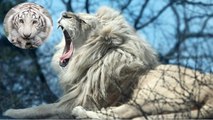 This white lion and a white tigress gave birth to the world's rarest felines