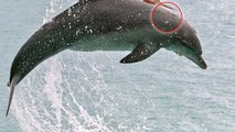 She took a photo of this dolphin then noticed something very strange on its back
