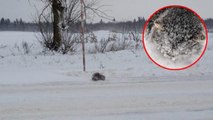 Bei -18 °C: Mann entdeckt etwas Gefrorenes im Schnee, dann folgt das Wunder
