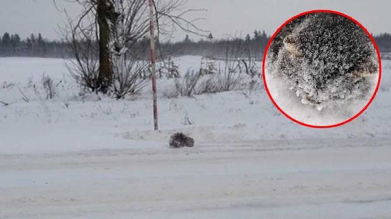 Bei -18 °C: Mann entdeckt etwas Gefrorenes im Schnee, dann folgt das Wunder