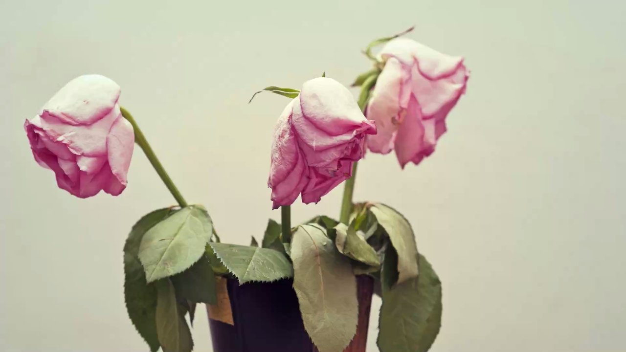 Dieses hochprozentige Getränk sorgt dafür, dass eure Blumen nicht so schnell verwelken