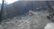 This Dog Had Been Left Behind In the California Fires, Where They Found Her Left Them Speechless