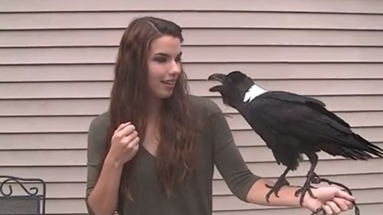 Der Rabe lässt sich auf ihrem Arm nieder und offenbart ein unglaubliches Talent!