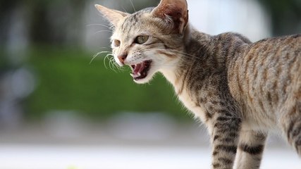 Why do cats meow when they want to come inside...And then go outside again?