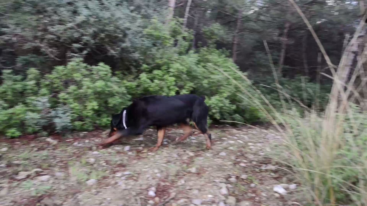 Mann erleidet eine innere Blutung: Dann vollbringt seine Hündin eine Höchstleistung