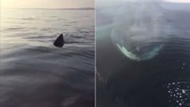 He thinks he's caught a fish, but what he pulls up in his net is incredible