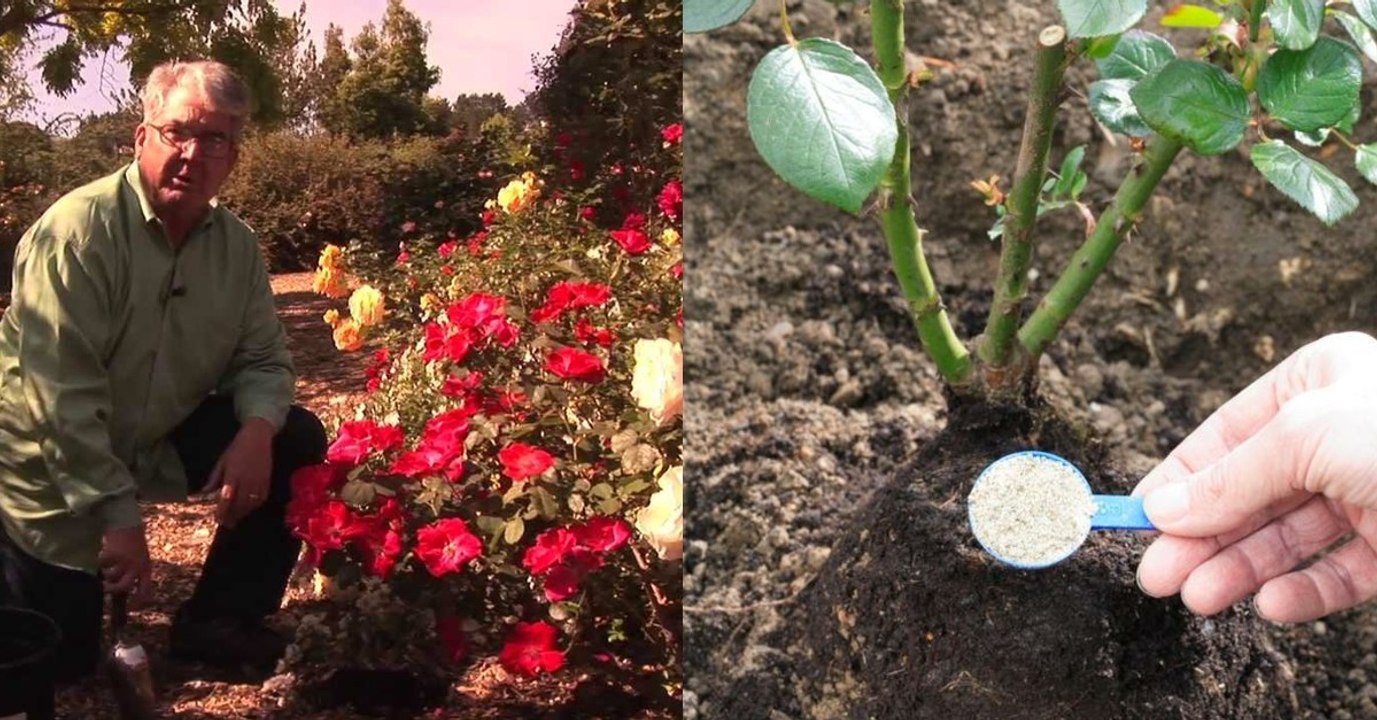 Rosen im Frühjahr: Darauf müsst ihr achten, um später volle Blüten zu haben!
