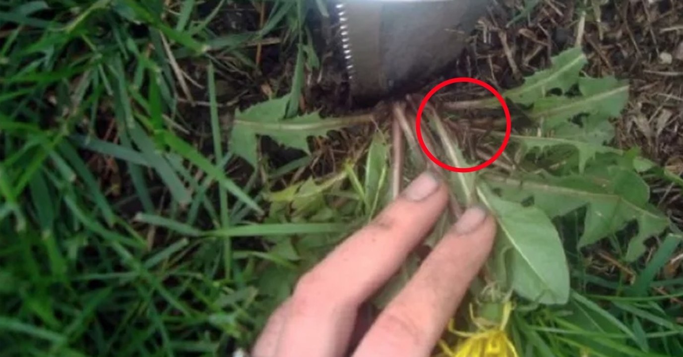 Wenn ihr 4 Schritte beachtet, bekommt ihr einen perfekten Rasen hin!