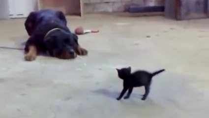 Das Kätzchen spielt seelenruhig, als der Rottweiler plötzlich angreift