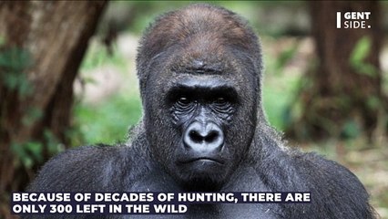 The world's rarest gorilla was photographed for the first time in Nigeria