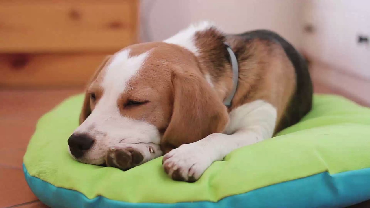 In welcher Position schläft euer Hund? Es sagt viel über seinen Charakter aus!