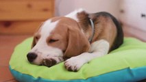 In welcher Position schläft euer Hund? Es sagt viel über seinen Charakter aus!
