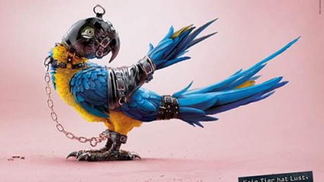 This Swiss Company Has Sparked Outrage After Dressing Animals In BDSM Outfits