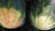 Woran erkennt ihr, ob eine Wassermelone reif ist?