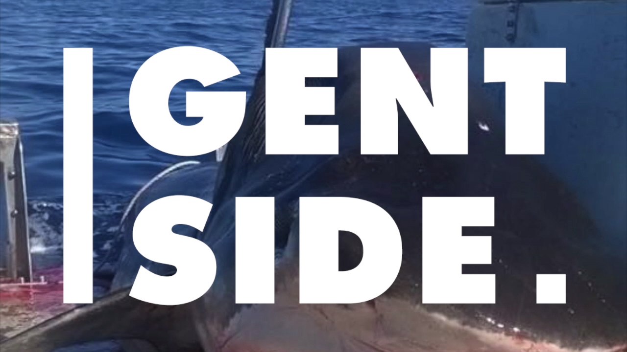 Sie ziehen einen 4-Meter-Hai aus dem Meer: Doch dann passiert etwas Ungewöhnliches