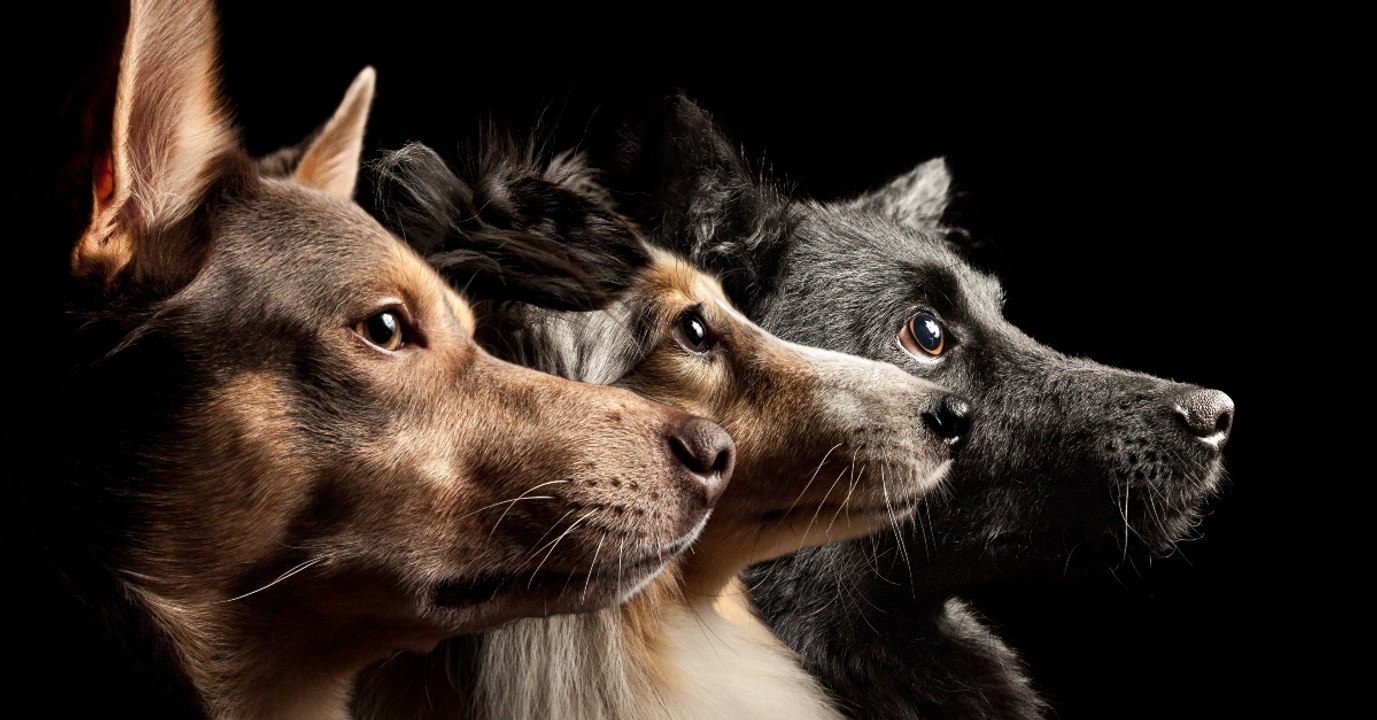 Eine Hunderasse stirbt wegen uns Menschen bald aus