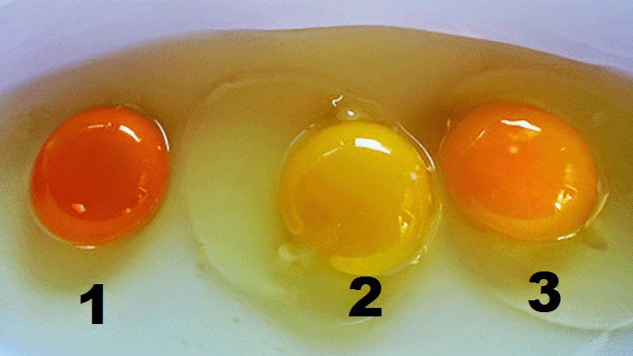 Hühnerei: An der Farbe des Eidotters erkennst du, wie gesund das Ei ist