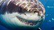 Der Weiße Hai wird immer mehr gejagt: Von einem noch größeren Raubtier