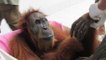 This Mother Orangutan Went Blind Trying to Protect Her Baby
