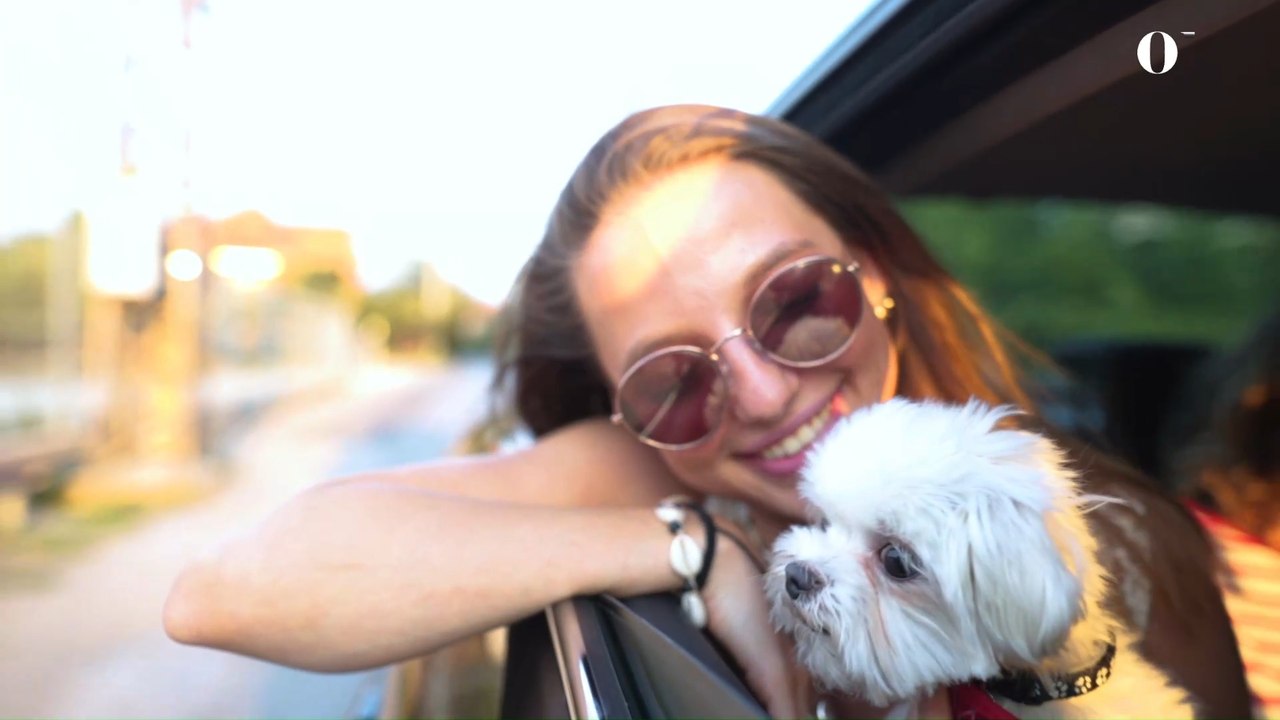 Brasilianer sticht seinem Hund ein fürchterliches Tattoo: Das Netz läuft Sturm