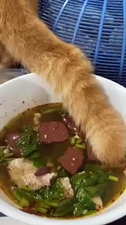 The Real SOP Buntut Kucing