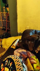 Dog Lazily Licks at Bone on Couch