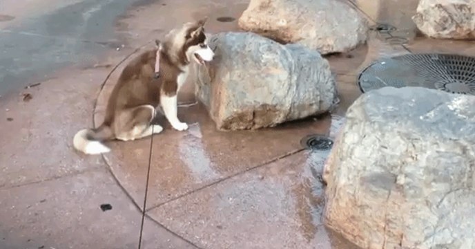 Dieser süße Vierbeiner will sich erfrischen: Doch mit dem was dann passiert, hat er nicht gerechnet