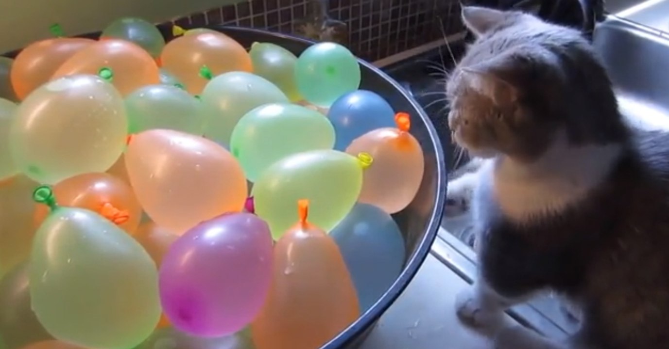 Kätzchen gegen Eimer voller Wasserbomben: Das Ergebnis ist zuckersüß!