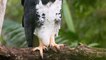 Harpyie: Einer der größten Raubvögel der Welt droht auszusterben