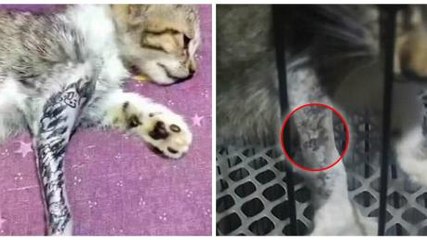 This man tattooed his kitten's paws leaving netizens furious