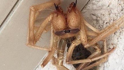 Er renoviert sein Haus: Dann entdeckt er eine 8-beinige Kreatur mit Zangen