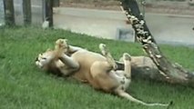 The Spectacular Moment a Circus Lion is Freed After Spending Years in a Cage (VIDEO)