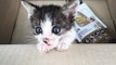 They Took in This Wounded Kitten – A Few Weeks Later His Transformation Was Incredible