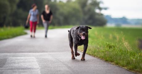 One Rottweiler Saved a Baby's Life in the Most Incredible Way